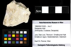 Foto (Objekt + Etiketten) von Decapoda indet. 